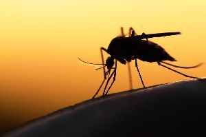 Medikamentöse Prophylaxe gegen Malaria